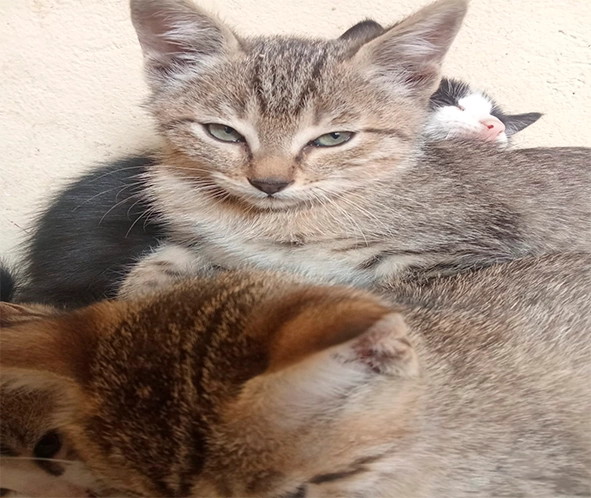 Gatitos en adopción